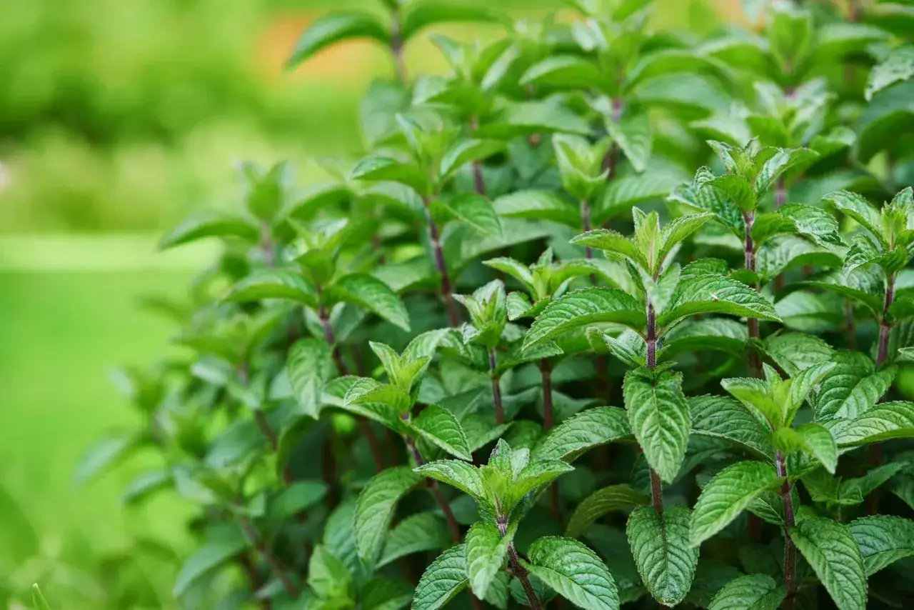 Gros plan sur une plante de menthe poivrée en pleine culture, ses feuilles vertes vibrantes se déploient dans un jardin ensoleillé.