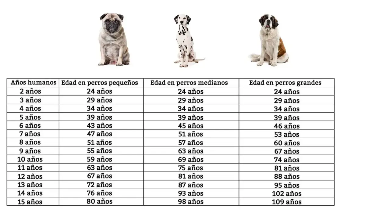 Tabla comparativa de la edad de perros en humanos, mostrando c&oacute;mo la edad de un perro se traduce en a&ntilde;os humanos seg&uacute;n su tama&ntilde;o.