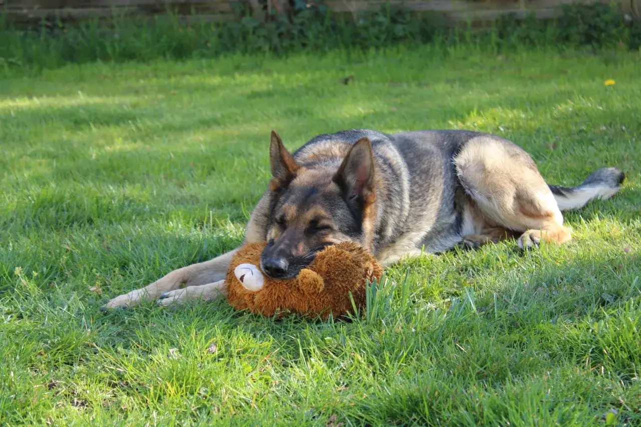 owczarek niemiecki szczeniak szkolenie
