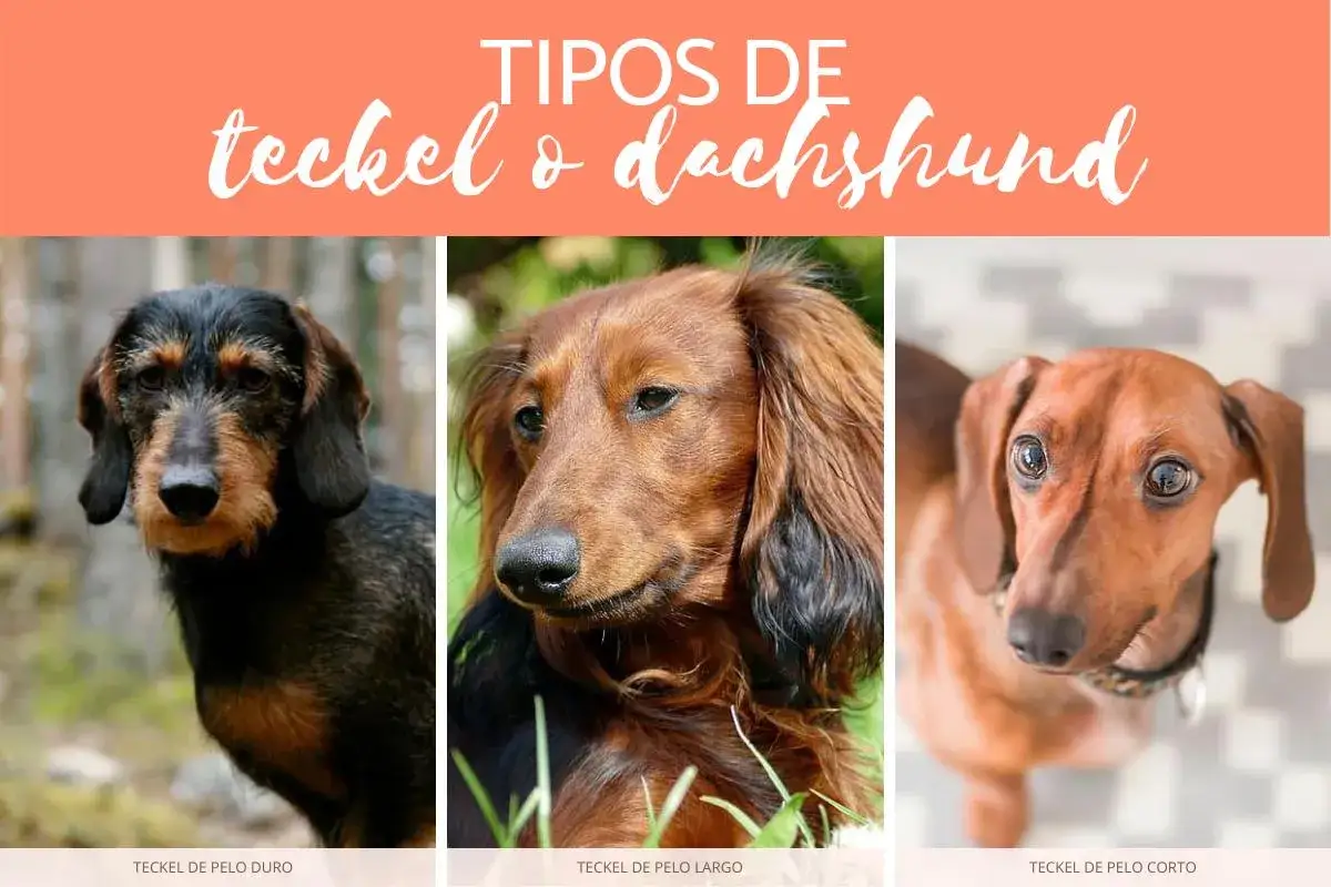 Tres tipos de teckel: pelo duro, pelo largo y pelo corto. Cada uno con su encanto &uacute;nico.