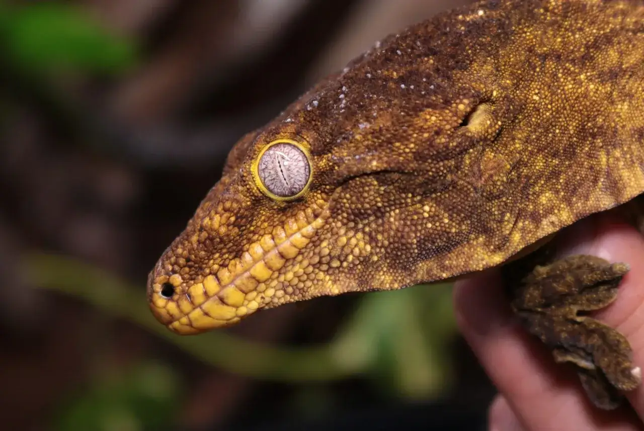 Un gecko animal de piel escamosa y color marrón dorado, con un ojo grande y llamativo, descansa sobre una mano.