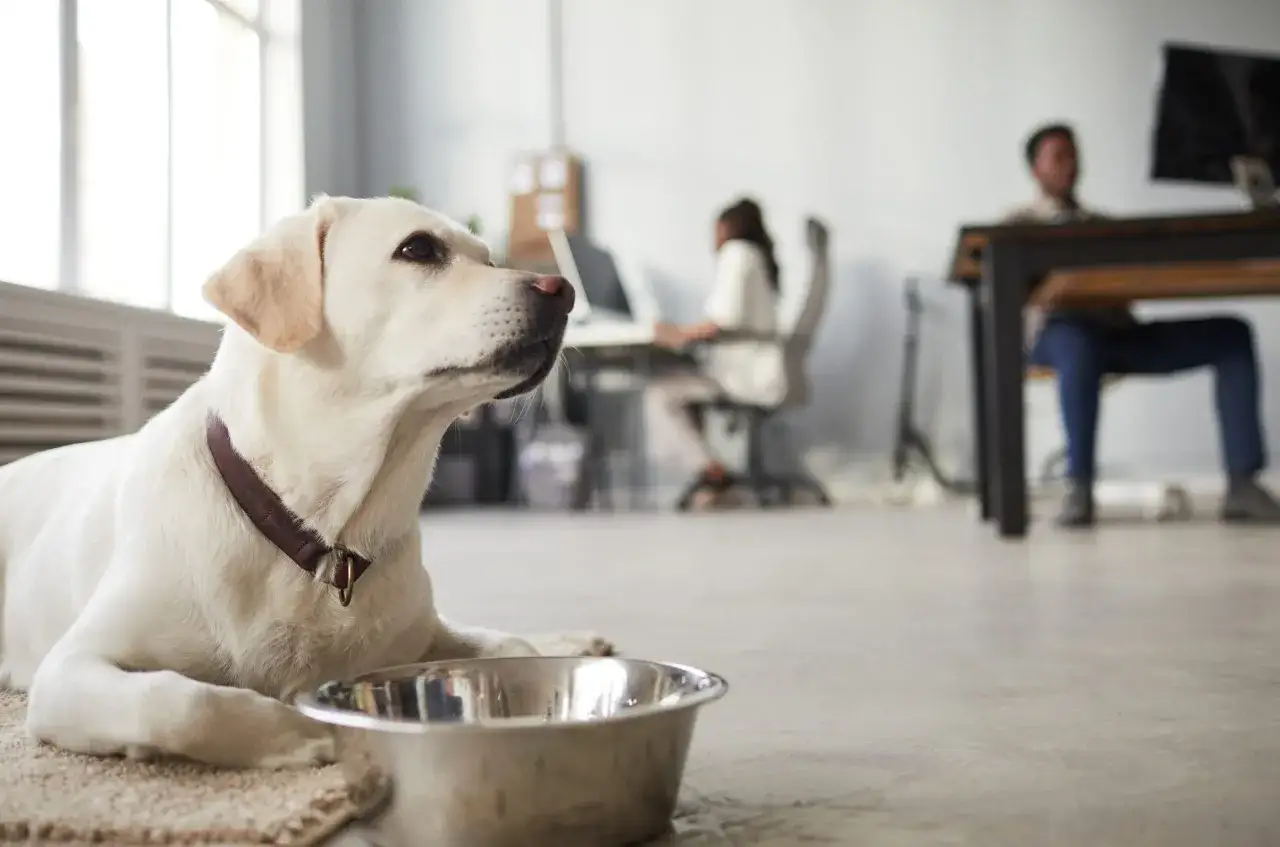 En vit labrador ligger vid en vattenskål på ett kontor. Det är en härlig dag att ta med hund till jobbet.