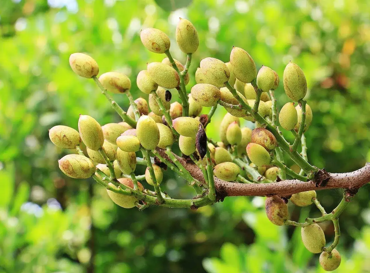 Zielone, niedojrzałe pistacje zwisają z gałęzi, pokazując, jak rosną pistacje.