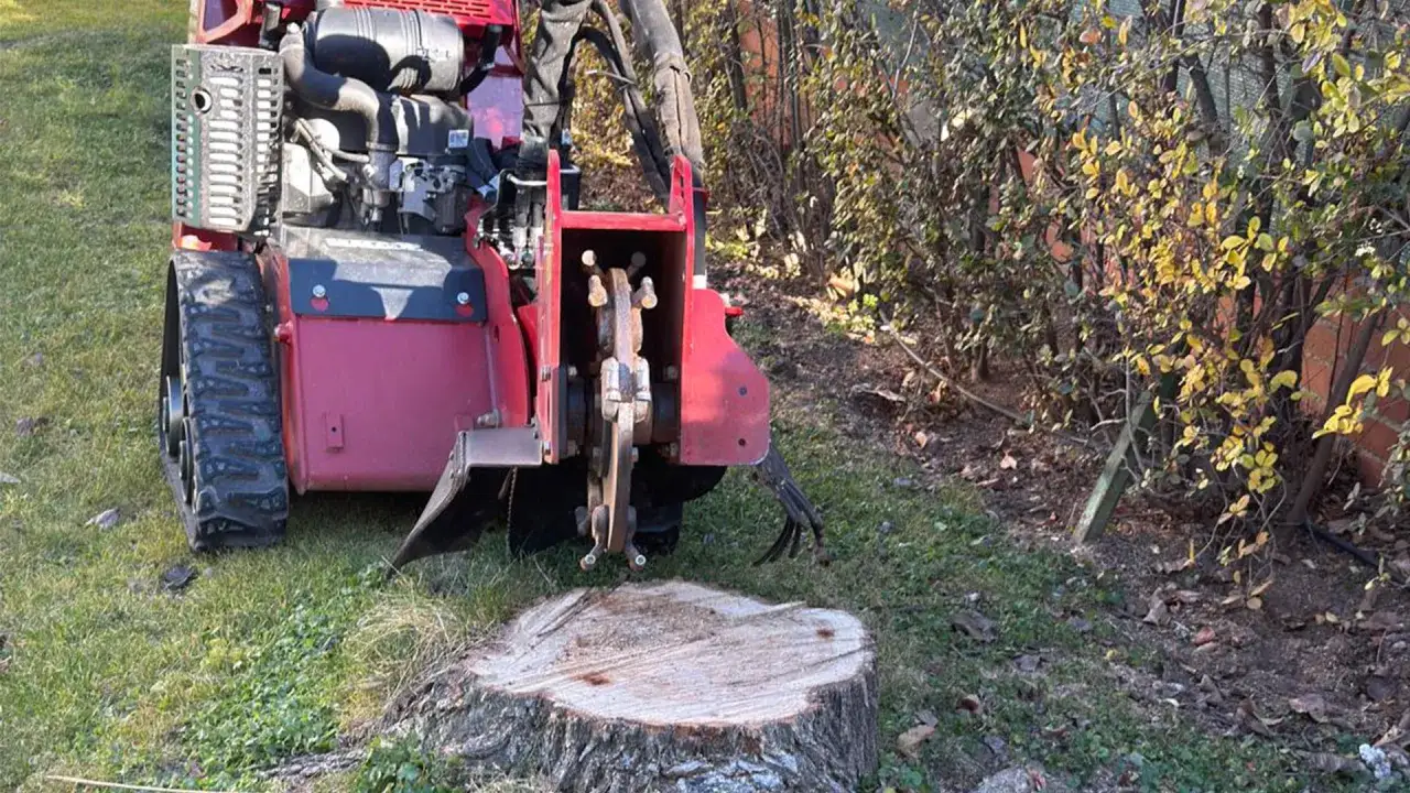 M&aacute;quina trituradora de tocones lista para trabajar. El toc&oacute;n de &aacute;rbol espera su destino, una demostraci&oacute;n de como matar un arbol de raiz.
