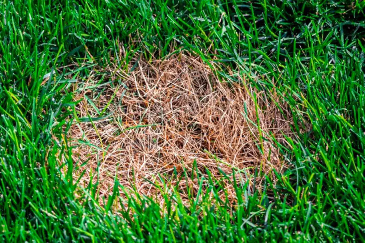 A circular patch of dead, brown grass surrounded by vibrant green grass, indicating the presence of summer patch disease.