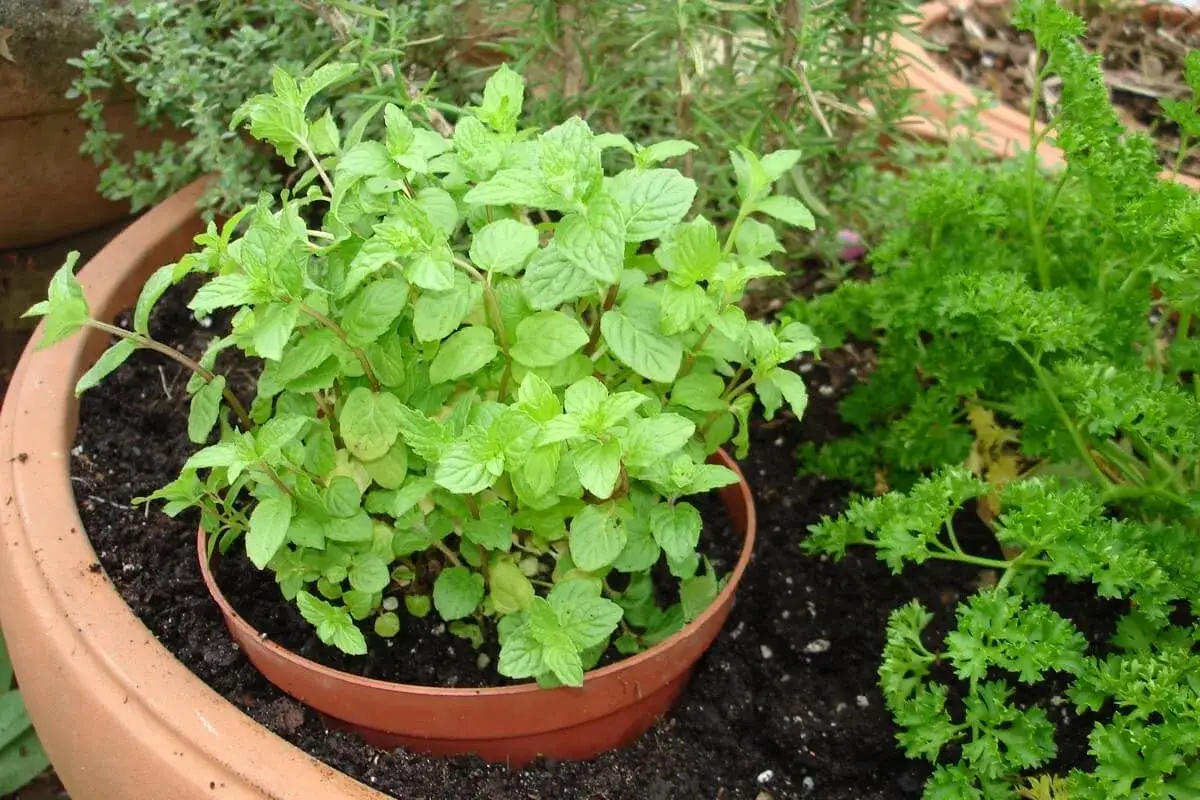 Un pot de menthe fraîche et odorante, prête à parfumer vos plats. À côté, du persil frisé et d'autres herbes aromatiques.