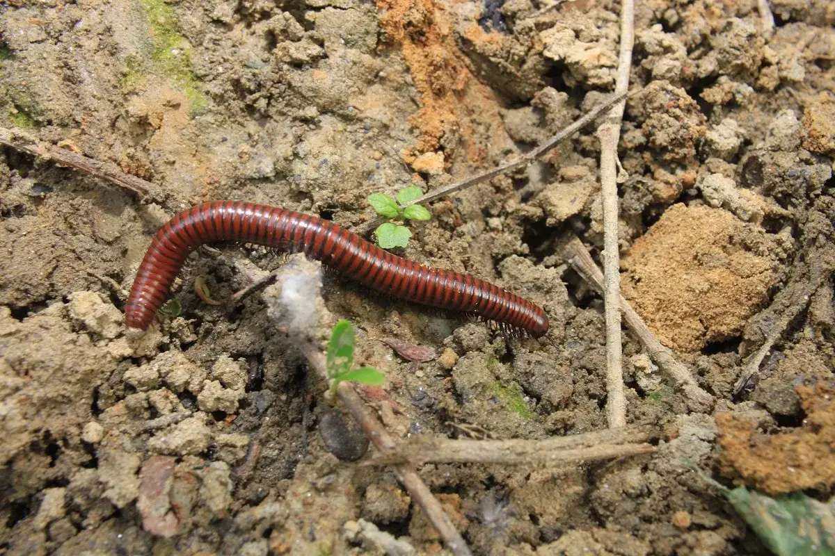 Un millepiedi marrone si muove nel terreno, vicino a piccole piantine. Questi insetti che mangiano le radici delle piante possono danneggiare il giardino.