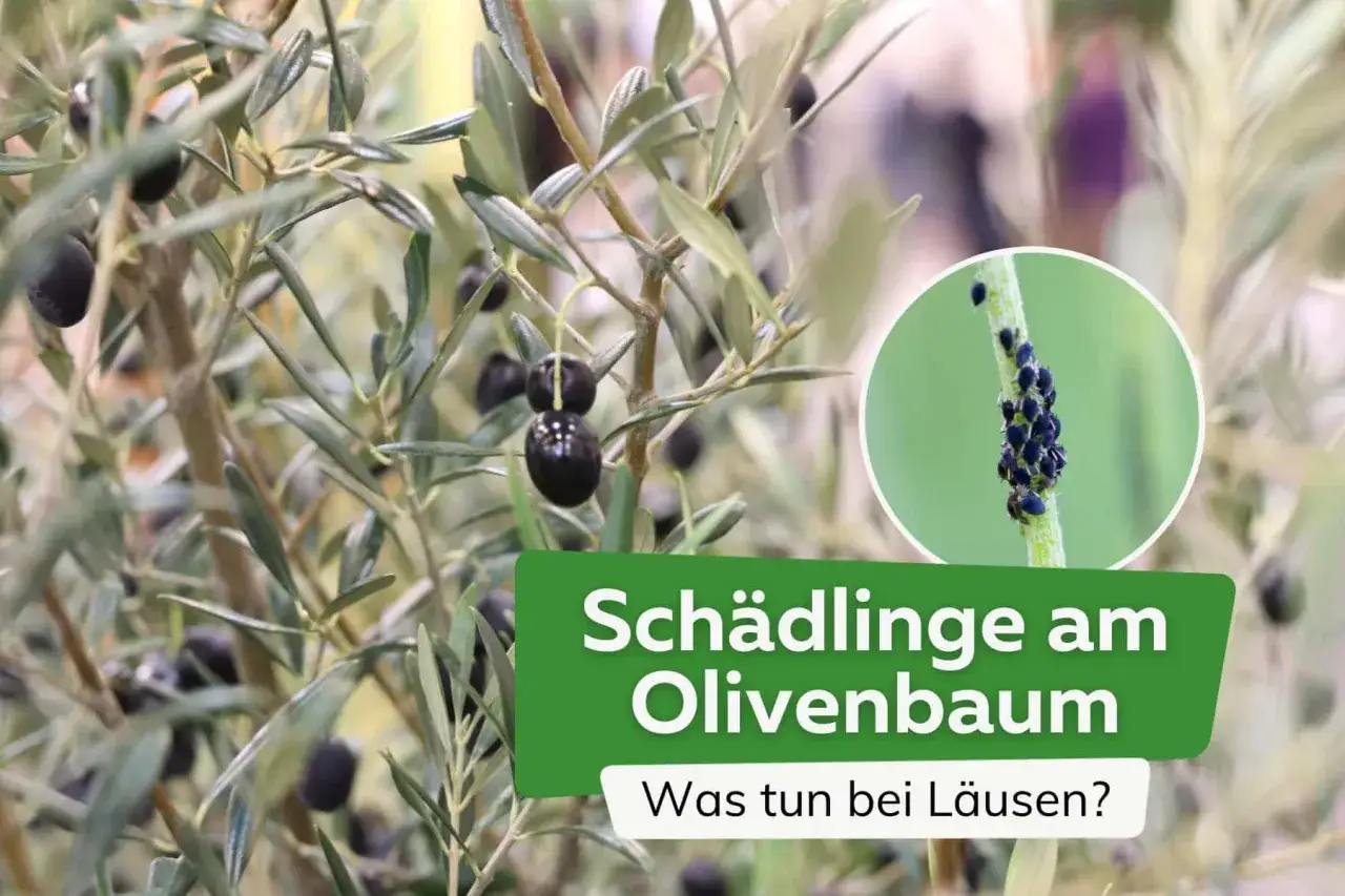 Nahaufnahme eines Olivenbaums mit schwarzen Oliven. Ein Kreis zeigt eine Kolonie von Blattl&auml;usen, die auf einem Zweig sitzen. Bilder von Olivenbaum Krankheiten.