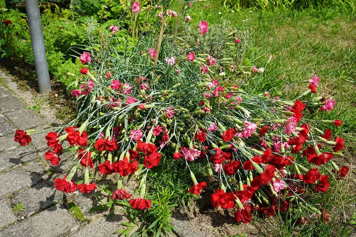 Ein Strauß roter und pinker Nelken liegt auf dem Boden. Die Blütenköpfe sind schwer und neigen sich nach unten, bereit zum Nelken schneiden.
