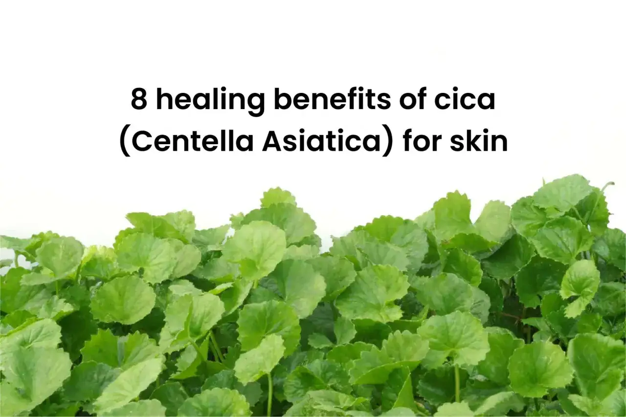 Hojas verdes de centella asi&aacute;tica, conocida por sus beneficios curativos para la piel.