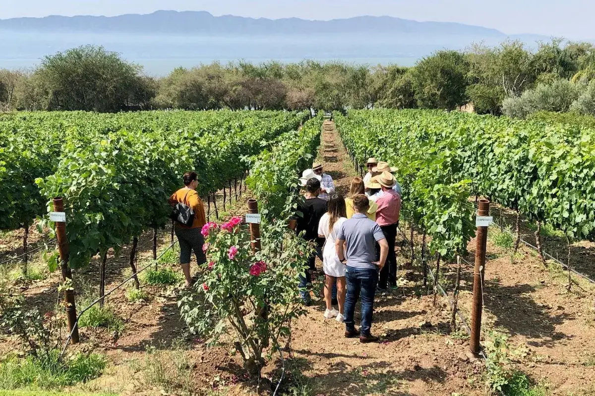 Un grupo de personas visita un vi&ntilde;edo, disfrutando de la experiencia de los vinos de Guadalajara con un paisaje de lago y monta&ntilde;as al fondo.