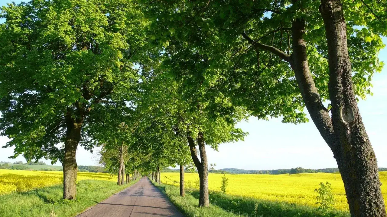 Aleja drzew wzdłuż drogi, po bokach kwitnące na żółto pola rzepaku.