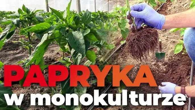 przygotowanie grządki pod paprykę
