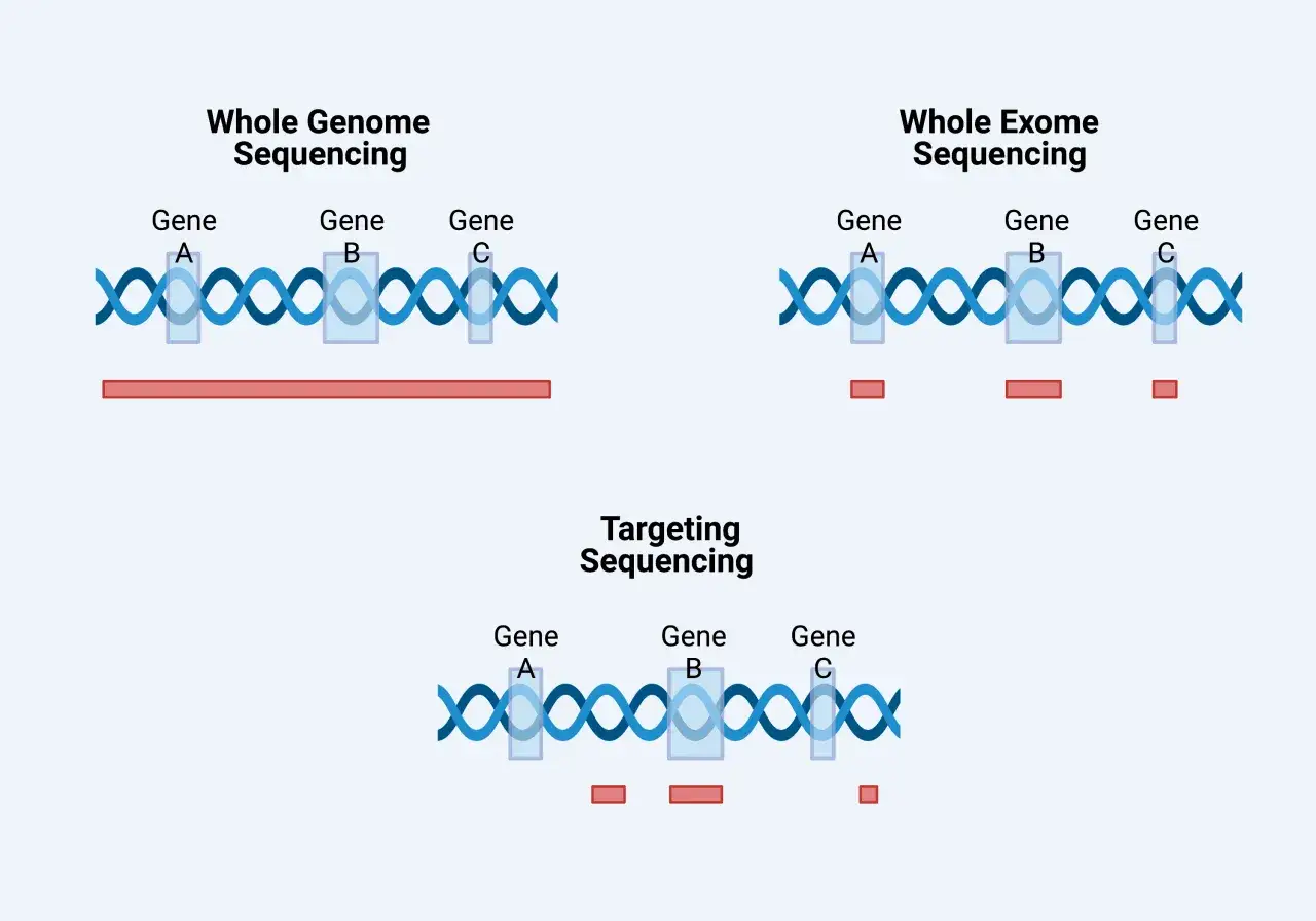 Confronto tra Whole Genome Sequencing (tutto il genoma), Whole Exome Sequencing (solo esoma) e Targeting Sequencing (sequenziamento mirato) per capire esoma cos'è.