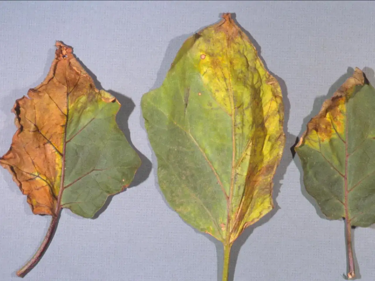 Feuilles d'aubergine montrant des signes de maladie : jaunissement et brunissement progressifs, indiquant une possible maladie de l'aubergine.