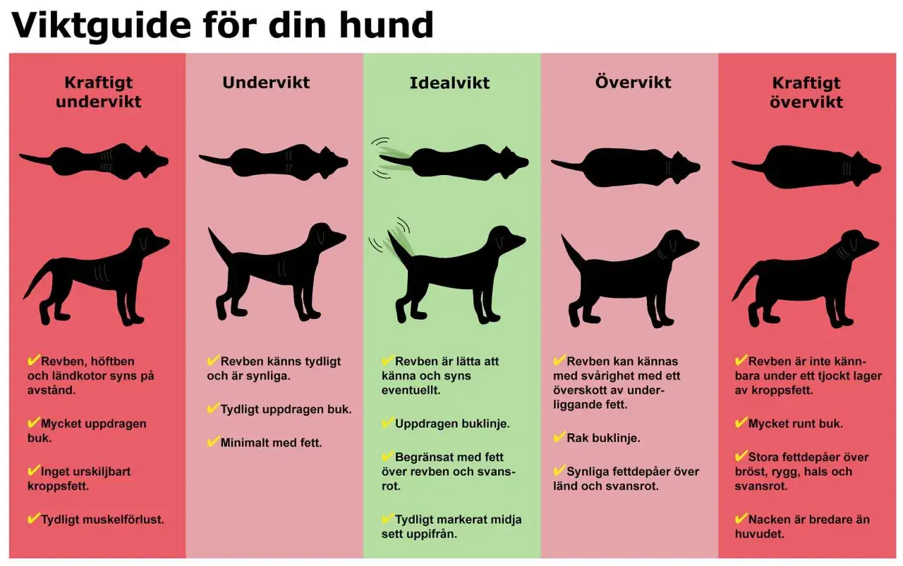 En guide för att bedöma din hunds vikt. En fet hund har svårt att känna revbenen under ett tjockt fettlager.