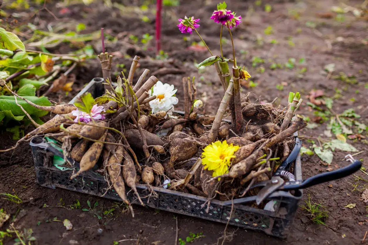 Dahlienknollen und einige Blüten in einer Kiste, bereit für den richtigen dahlien standort. Gartenschere liegt daneben.