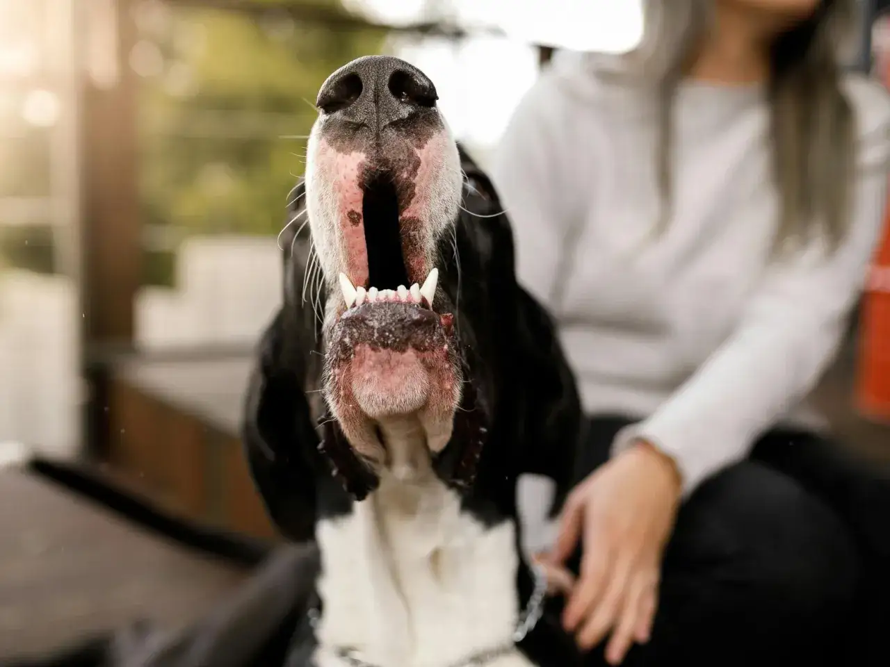 Gros plan sur la gueule ouverte d'un chien noir et blanc, ses crocs visibles. Une personne est assise à côté. Apprenez comment empecher un chien d'aboyer.