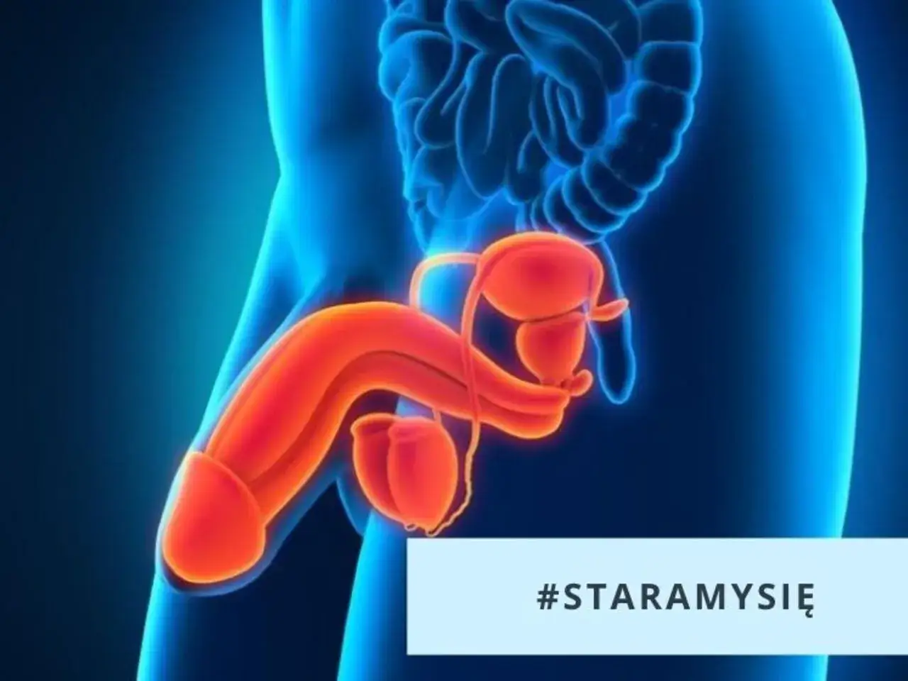 Anatomia męskiego układu rozrodczego. Konsultacja z andrologiem to pierwszy krok do zdrowia. #STARAMYSIĘ