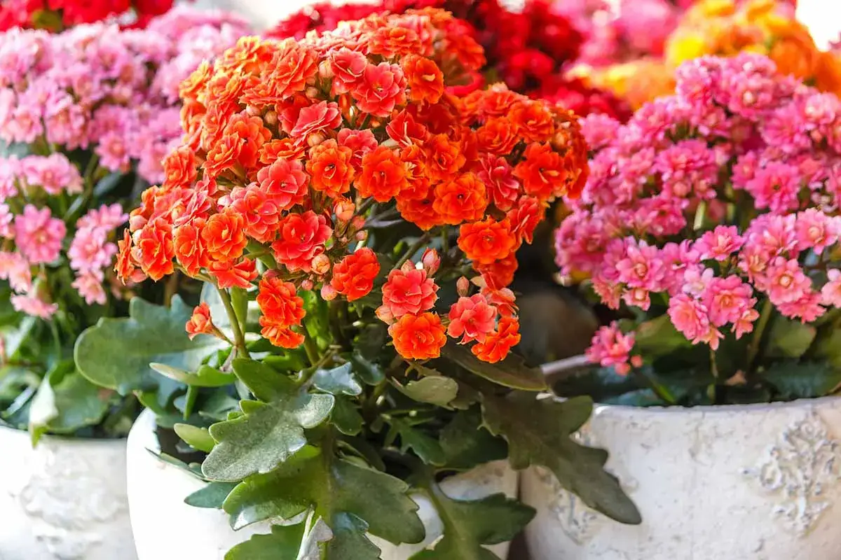 Kwitnące kalanchoe odmiany w kolorach pomarańczowym i r&oacute;żowym, tworzące barwną kompozycję w doniczkach.