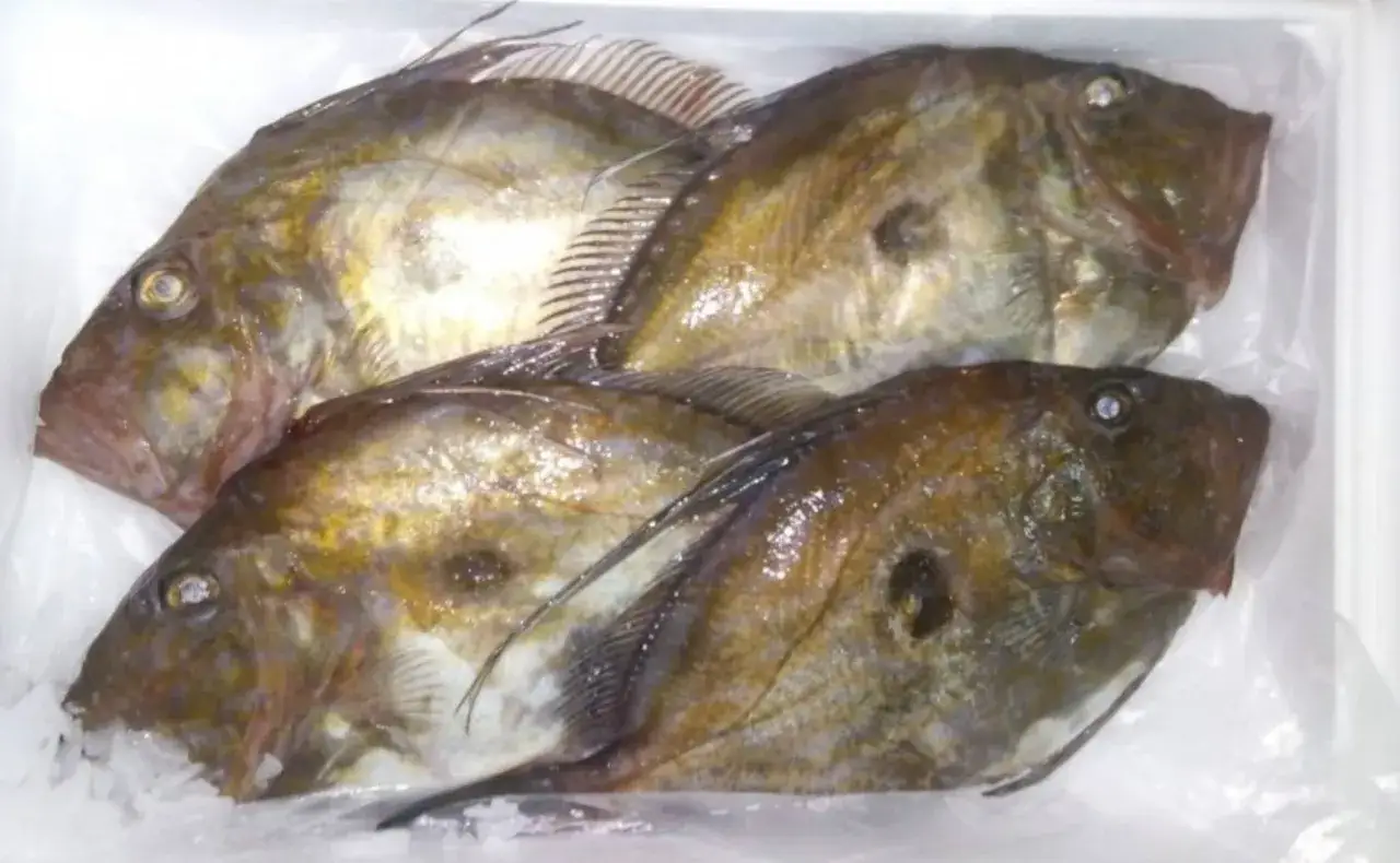 Cuatro pescados san martiño frescos, listos para cocinar.