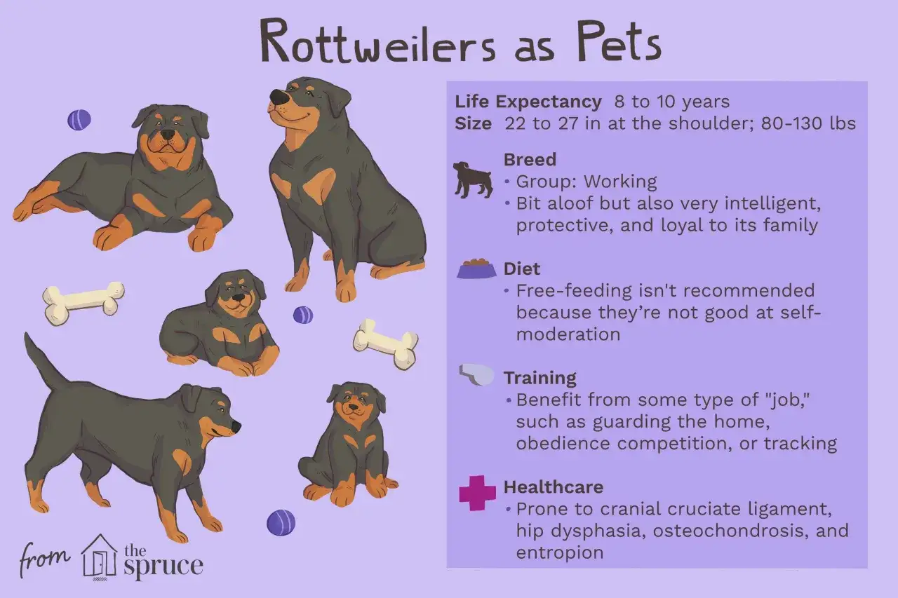 Plusieurs illustrations de chien rottweiler, adultes et chiots, sur fond lilas. Informations sur la race.