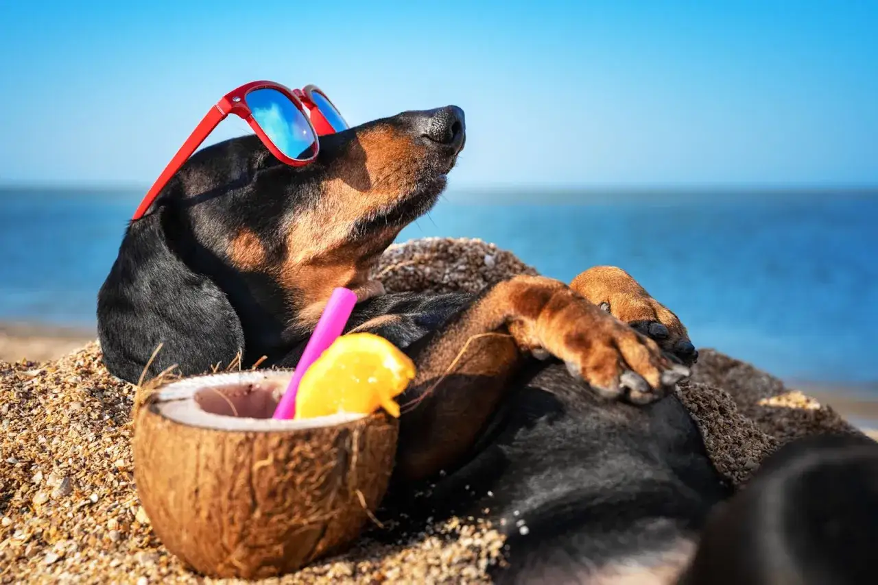 Chiot d&eacute;tendu sur la plage, lunettes de soleil, cocktail coco. Id&eacute;al pour savoir &agrave; quel &acirc;ge emmener son chiot &agrave; la mer.