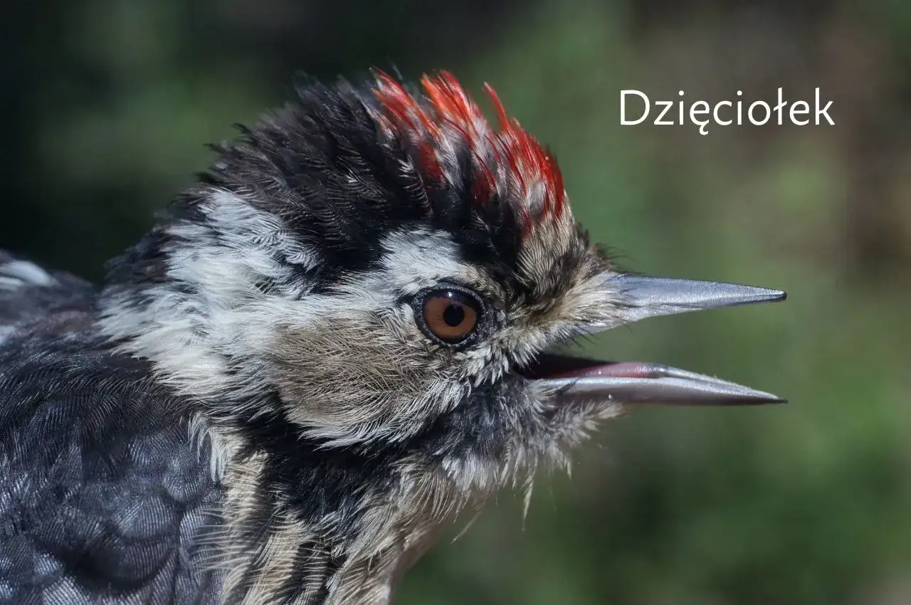 Dzięcioł pstry z czerwonym czubkiem i otwartym dziobem, gotowy do wydania dźwięku.