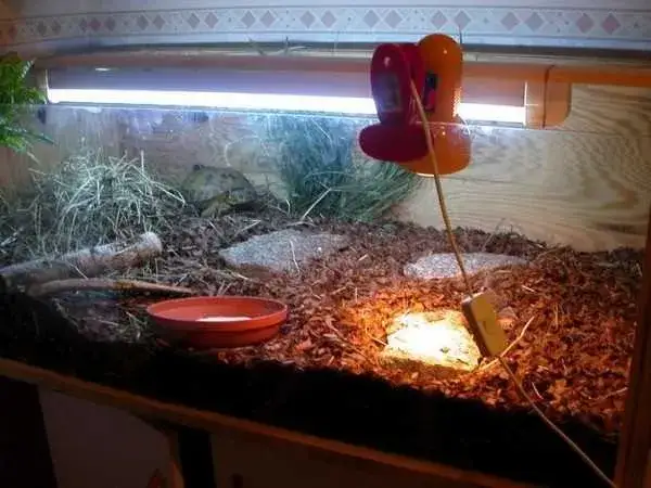 wyposażenie terrarium dla żółwia lądowego