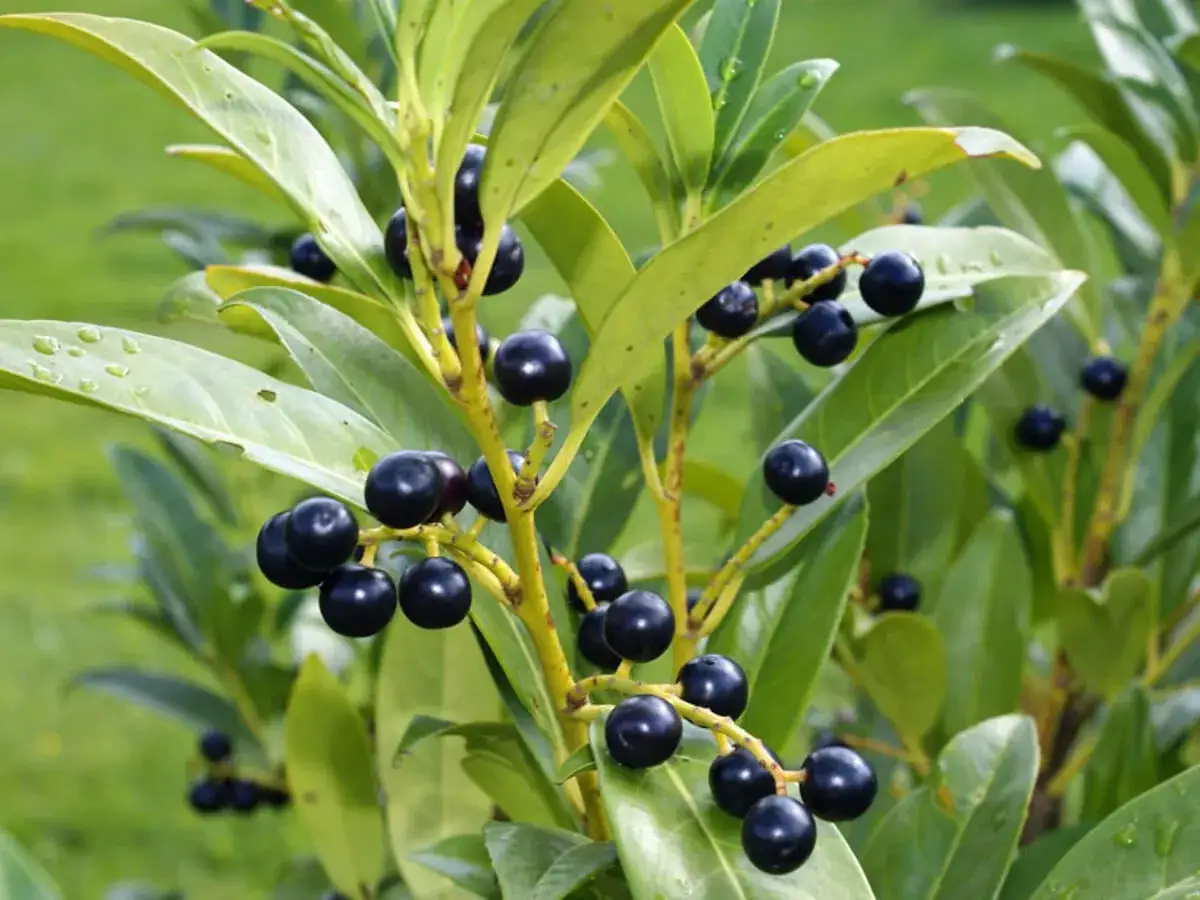 Dunkle Beeren am portugiesischen Kirschlorbeer, der giftig ist. Die glänzenden Blätter sind frisch und grün.