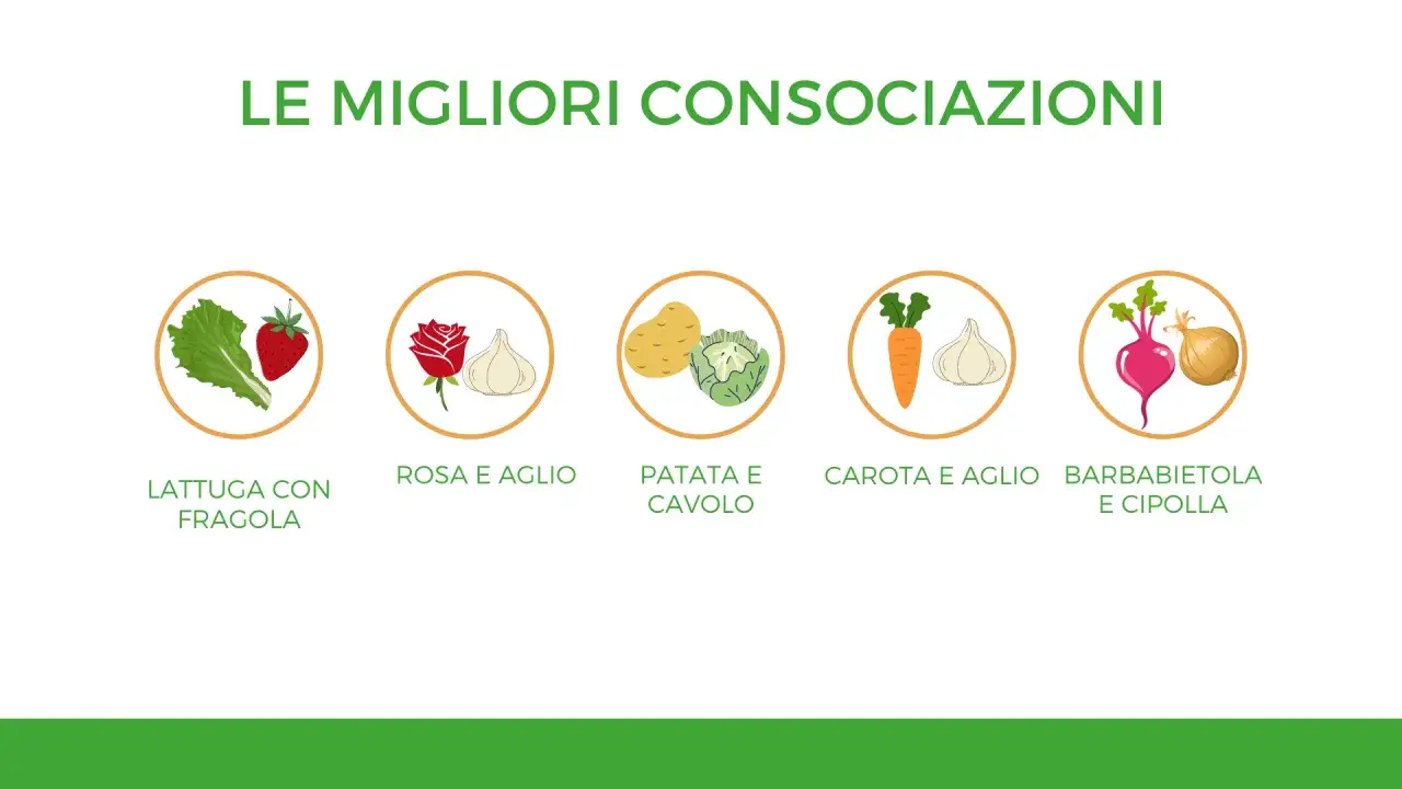 Tabella consociazioni: lattuga con fragola, rosa e aglio, patata e cavolo, carota e aglio, barbabietola e cipolla.