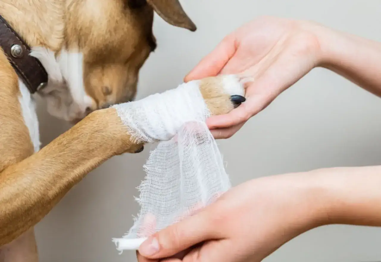 Mon chien boite que faire ? Une patte est bandée.