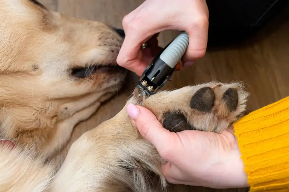 Ein Hund verliert Krallenhorn, w&auml;hrend seine Pfote vorsichtig getrimmt wird.
