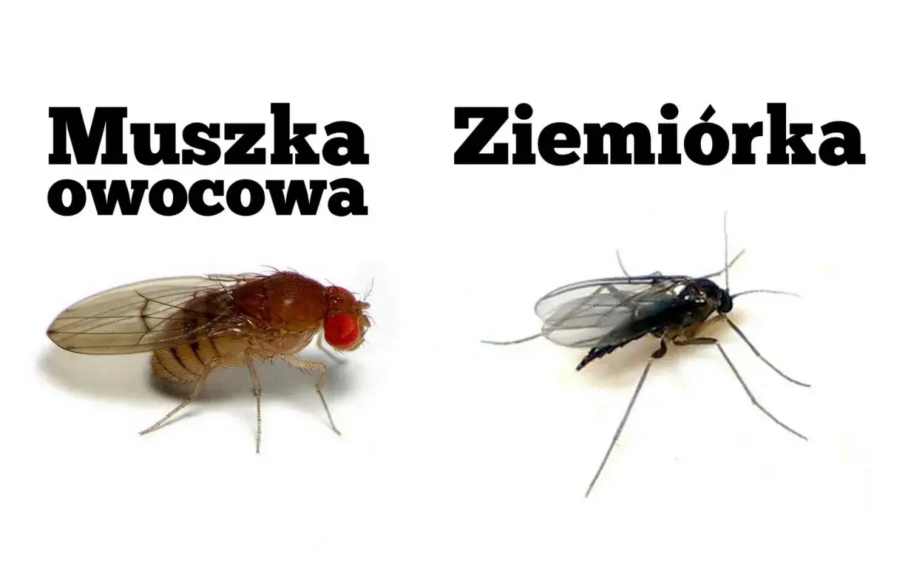 Małe czarne muszki w domu: po lewej muszka owocowa, po prawej ziemiórka.