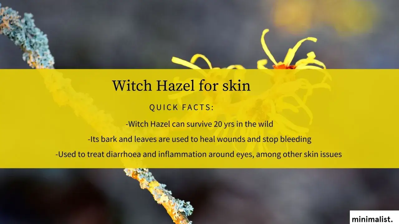 Oczar wirginijski (witch hazel) – jego kora i liście leczą rany, zatrzymują krwawienie i łagodzą stany zapalne skóry.