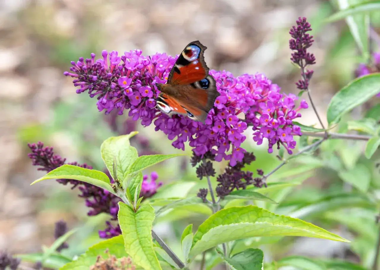 Un papillon aux ailes orangées et bleues se pose sur une grappe de fleurs violettes d'un arbre à papillons.