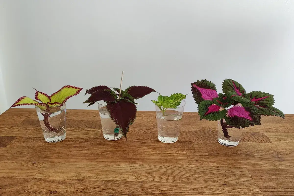 Fyra olika sticklingar palettblad i glas med vatten, redo att rota sig.