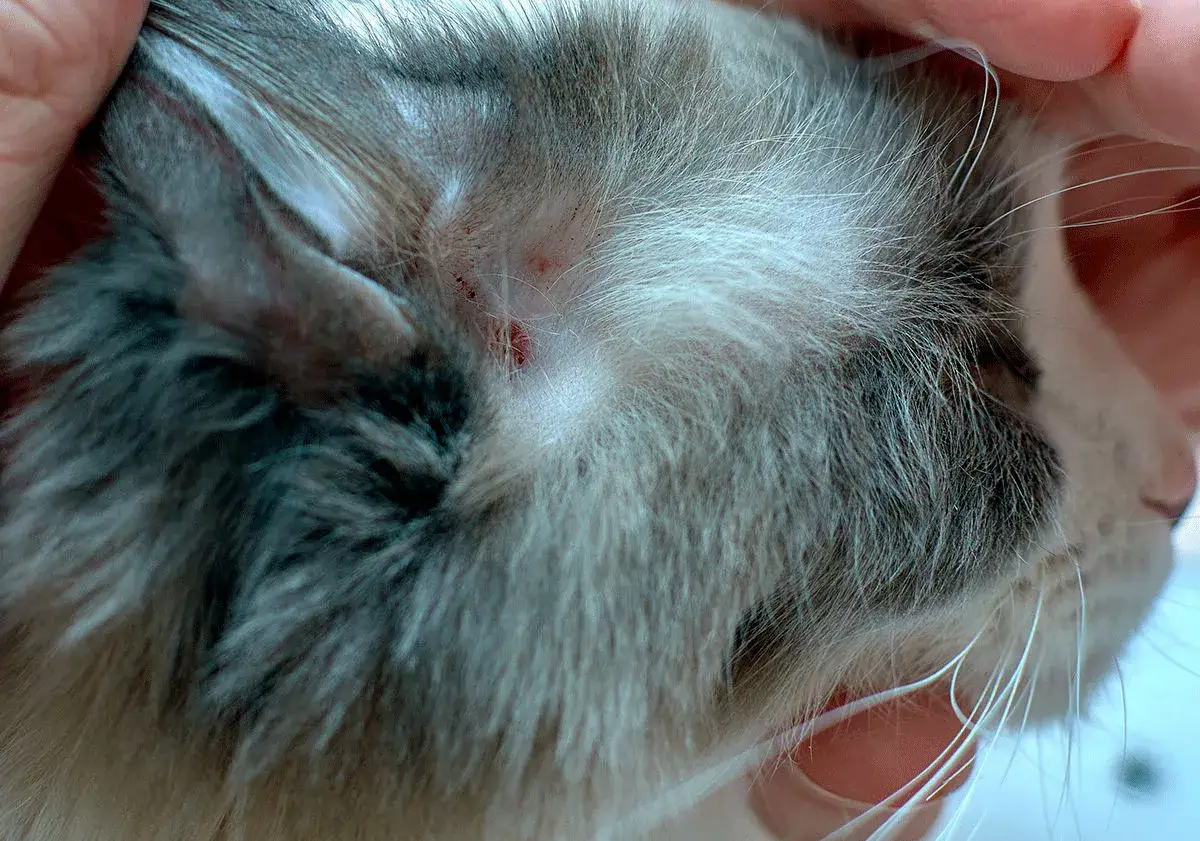 Un chat présente des lésions cutanées rouges près de l'oreille, suggérant la gale du chat contagieuse à l'homme.