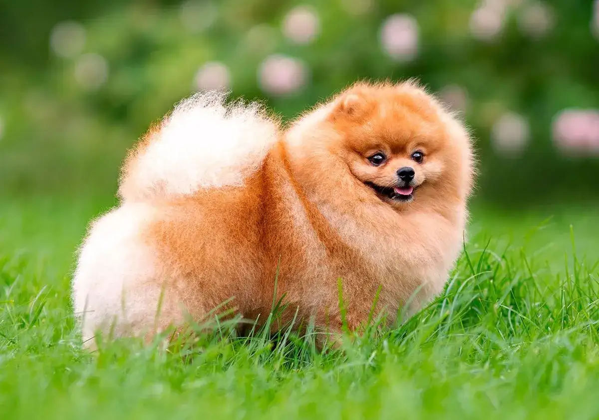 Un adorable spitz nain aux poils roux, joyeux dans l'herbe. Les spitz nains ont des avantages et inconvénients à connaître avant d'adopter.