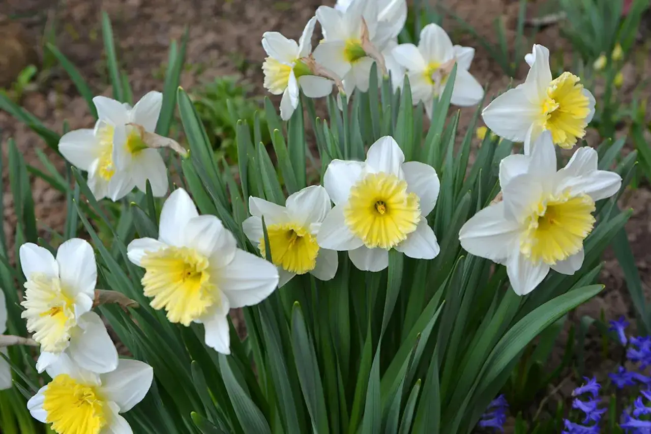Vackra p&aring;skliljor blommar, men kom ih&aring;g att p&aring;skliljor giftiga f&ouml;r husdjur.