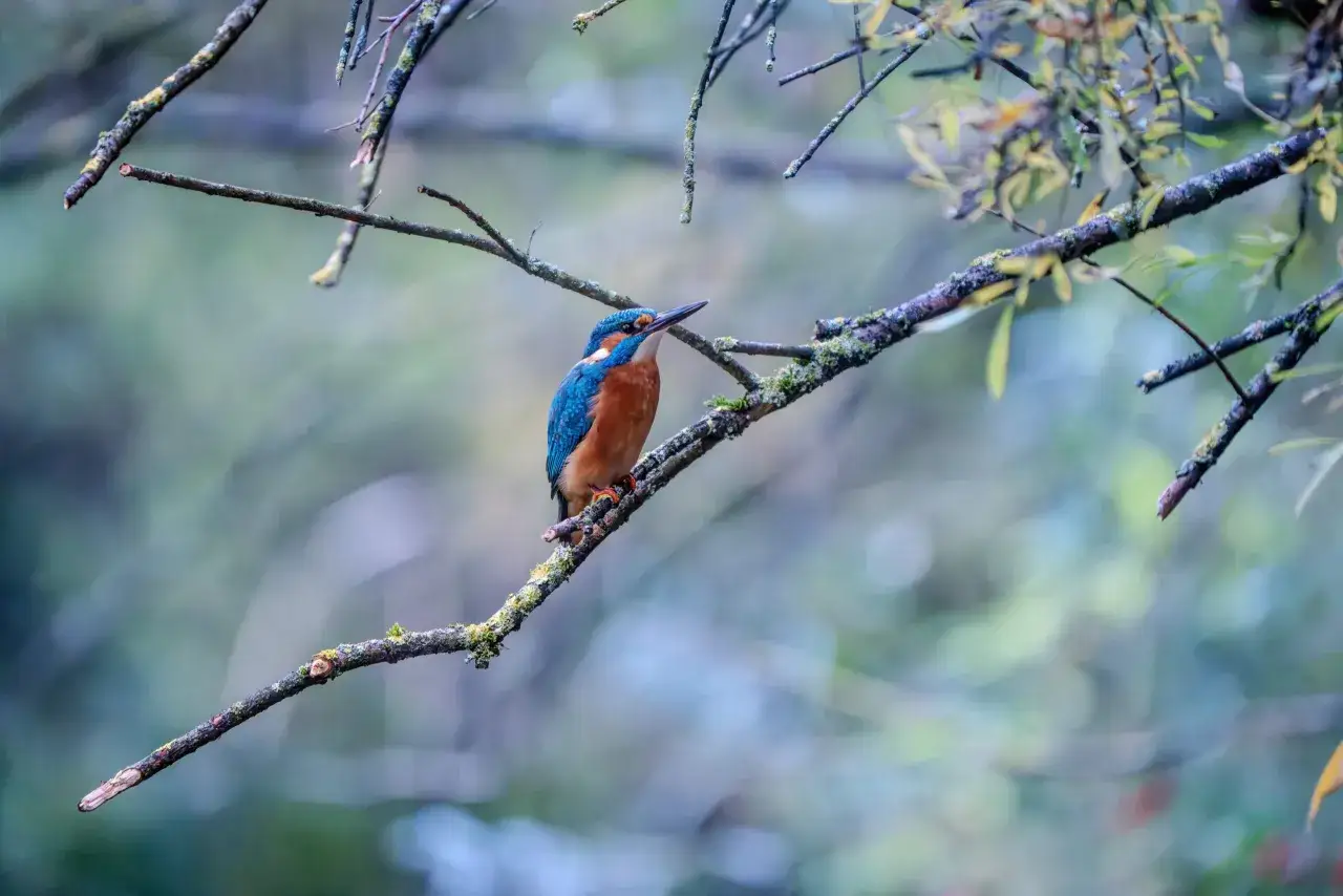 Ein farbenprächtiger Eisvogel sitzt auf einem moosbewachsenen Ast.