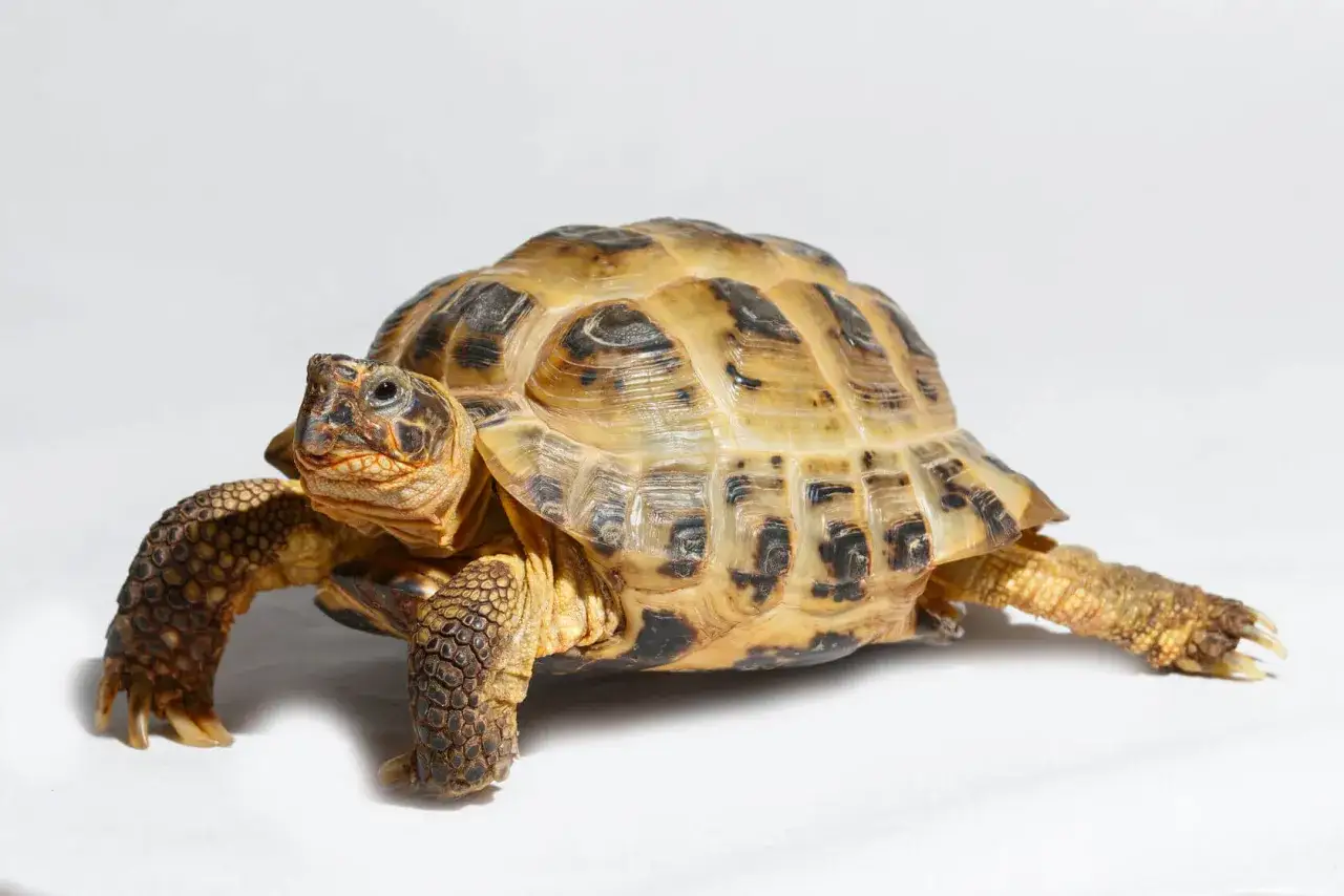 terrarium dla żółwia lądowego
