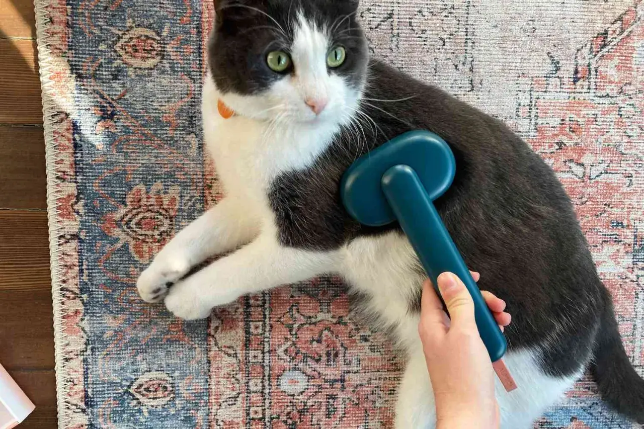 A hand brushes a black and white cat lying on a patterned rug. This image prompts the question: how often should I brush my cat?