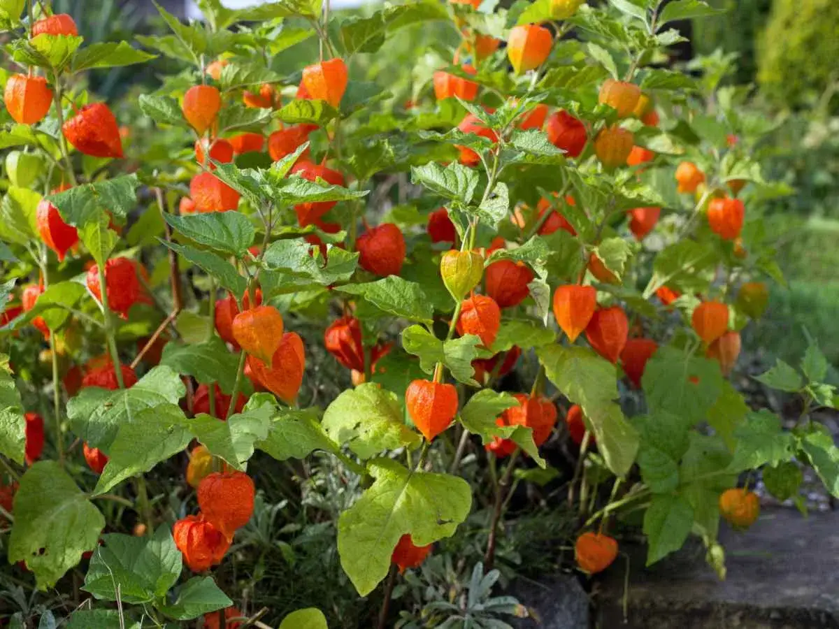 Gros plan sur une **physalis plante taille** impressionnante, ses lanternes orange vif contrastant avec le feuillage vert.