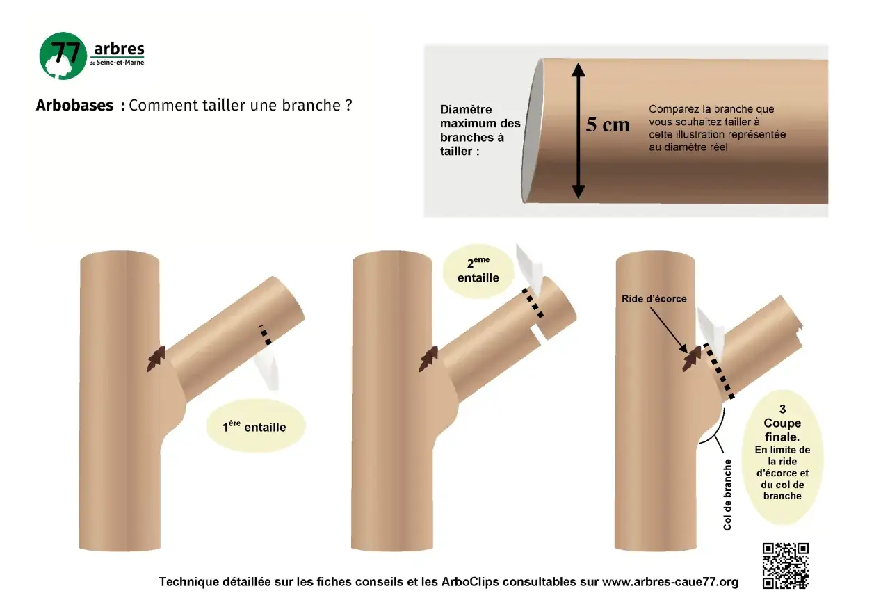 Illustration montrant comment élaguer un arbre en trois étapes : une première entaille, une seconde entaille, puis la coupe finale.