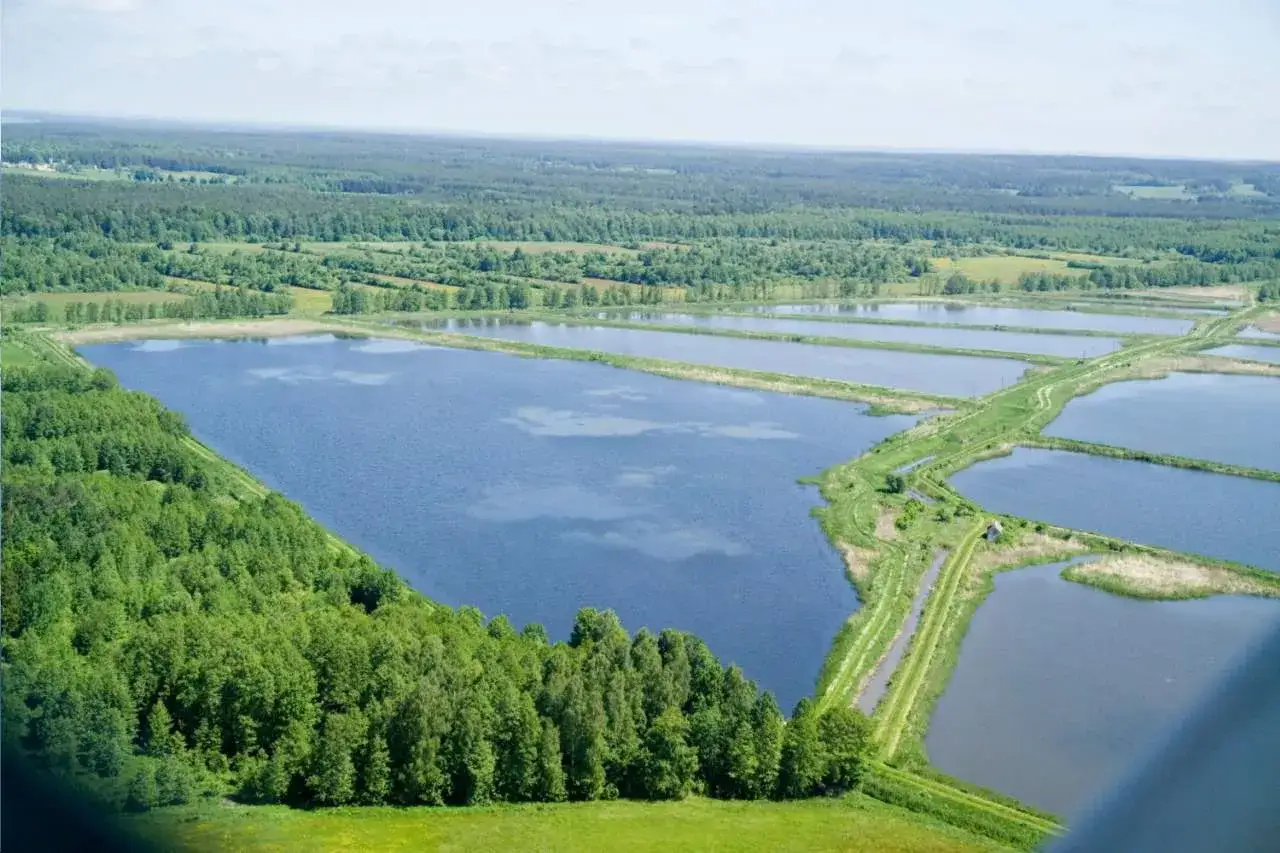 Rozległe stawy rybne tworzą malowniczy krajobraz. To gospodarstwo rybackie Ełk, otoczone zielenią lasów i pól.