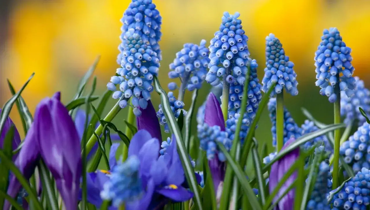 Blåa druvhyacinter och lila krokusar blommar trots att det kan tål penseer frost. En vacker vårscen med gul bakgrund.