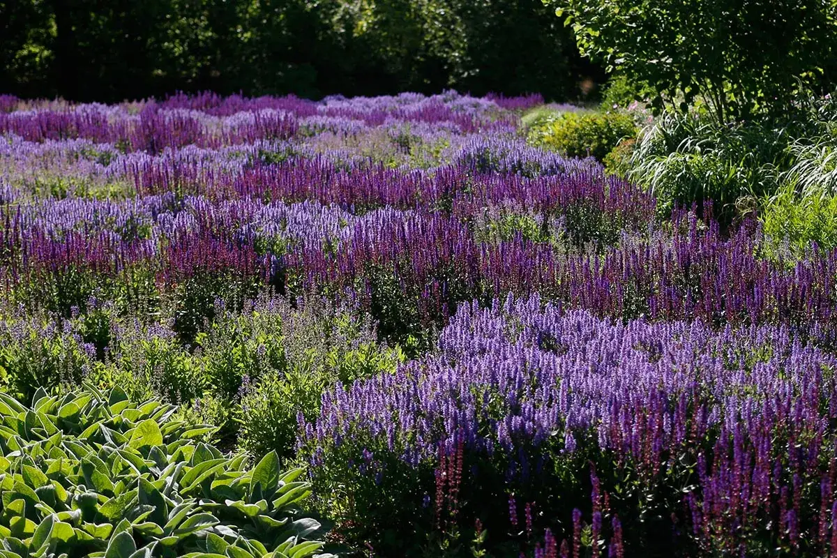 Ett fält med tåliga perenner i rabatt, fyllt av lila och violetta blommor som sträcker sig mot solen.