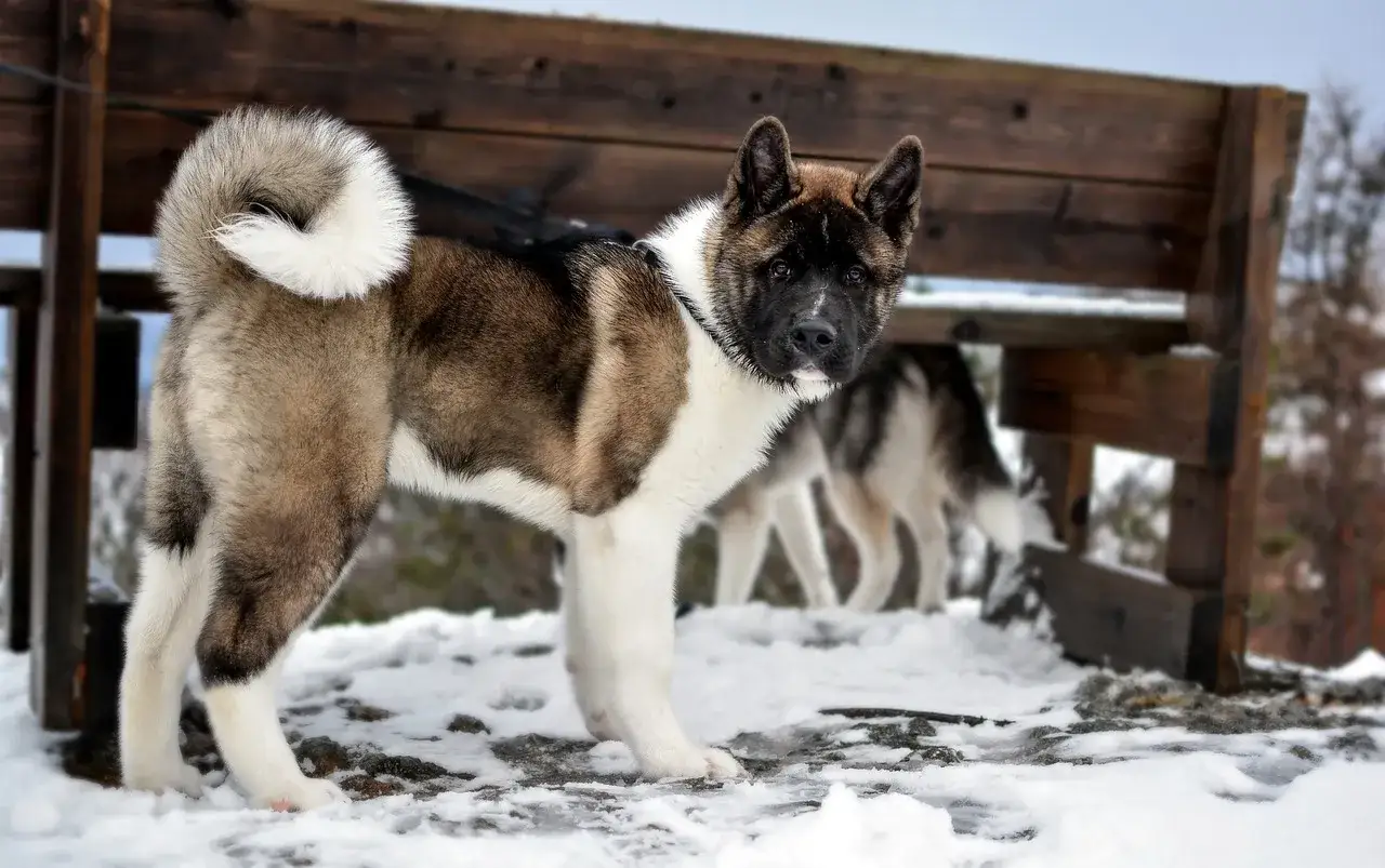 Akita w śniegu, z pewnością nie wygląda na groźną. Jej spojrzenie jest łagodne, a postawa pewna.