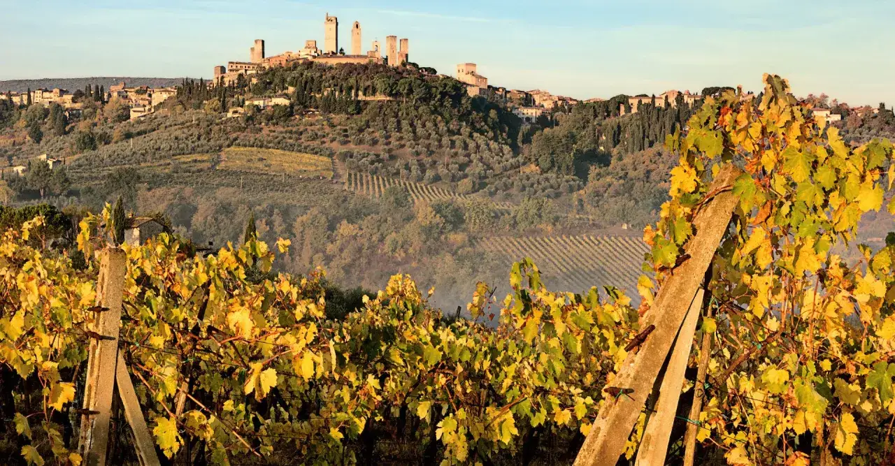 Herbstliche Weinreben vor San Gimignano. Die goldenen Bl&auml;tter versprechen einen k&ouml;stlichen San Gimignano Wein.